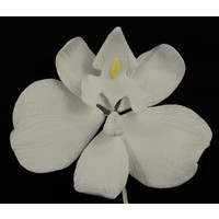 Phalaenopsis White 110mm Each