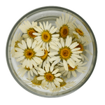 Special Flowers - White Daisies 15 Pcs