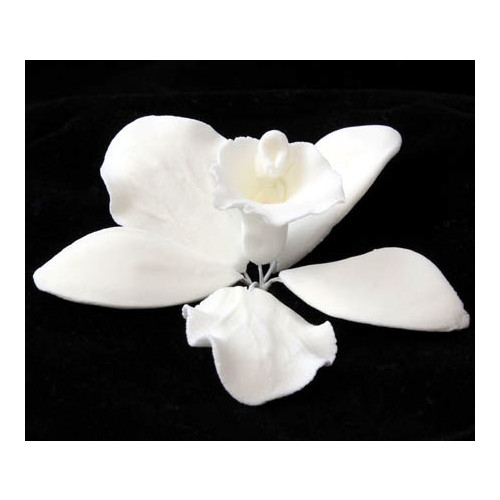 Cattleya Orchid White 60-65mm (Box 25)