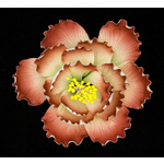 Red Hellebore 100mm (Box of 6)