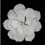 White Magnolia Large 110mm (Box of 12)