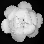 Peony Heirloom White Extra Large 140mm