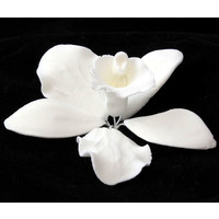 Cattleya Orchid White 60-65mm (Box 25)