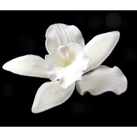 Cattleya Orchid White 75-80mm (Box 16)