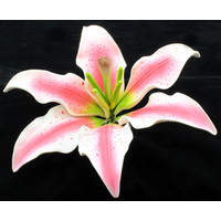 Tiger Lily Pink Premium 160mm