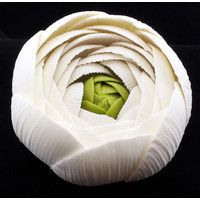 Ranunculus Rose White Large 75mm