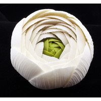 Ranunculus Rose White Medium 50mm (Box 12)