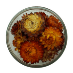 Strawflowers - Copper 15 pcs