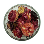 Strawflowers - Lavender 15 pcs