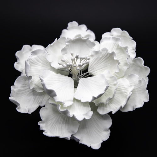 Garden Peony Medium - White (8)
