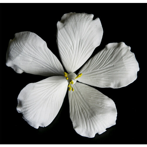 Hibiscus Med White (12)