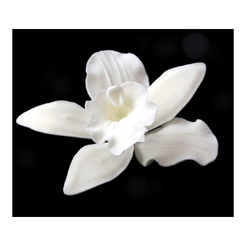 Cattleya Orchid White 75-80mm (Box 16)