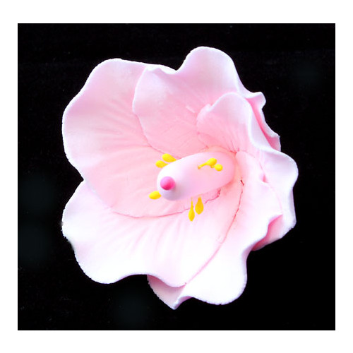 Hibiscus Pink Small 50mm (Box 25)