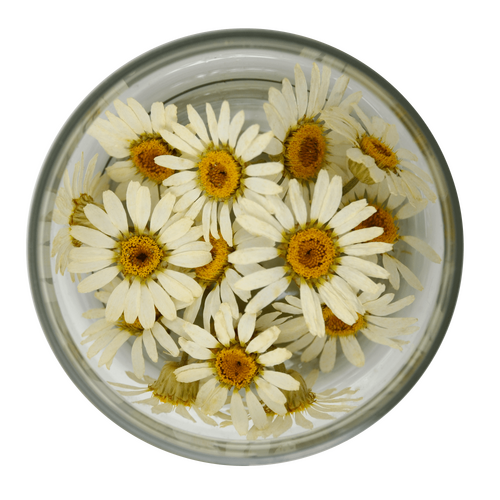 Special Flowers - White Daisies 15 Pcs