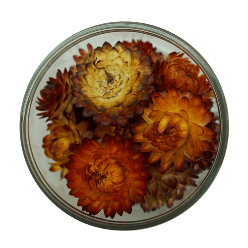 Strawflowers - Copper 15 pcs