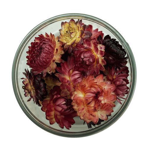 Strawflowers - Lavender 15 pcs